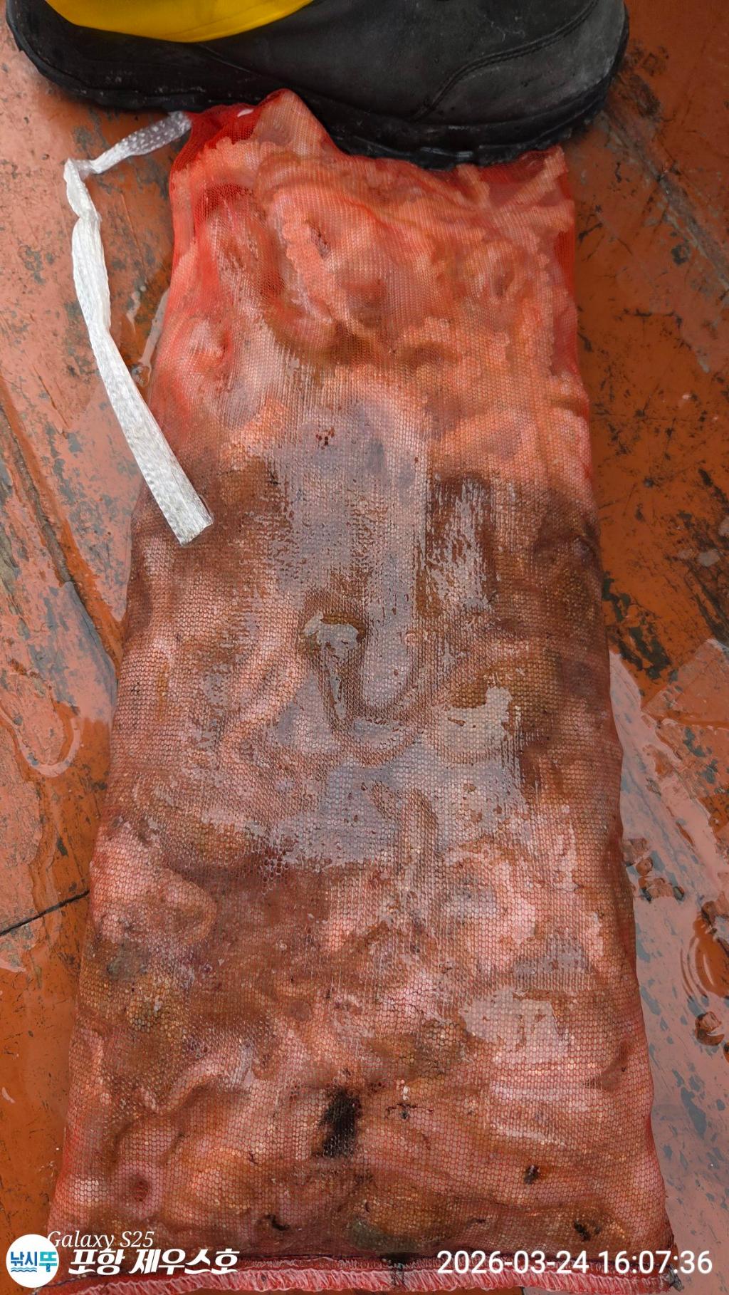 낚시뚜,쭈꾸미,영일만항,포항 제우스호,낚시뚜4