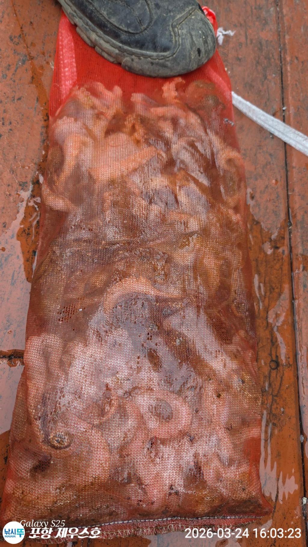 낚시뚜,쭈꾸미,영일만항,포항 제우스호,낚시뚜3