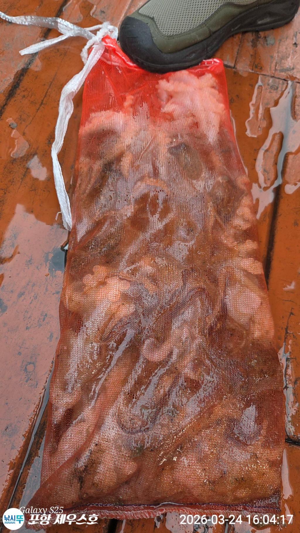 낚시뚜,쭈꾸미,영일만항,포항 제우스호,낚시뚜2