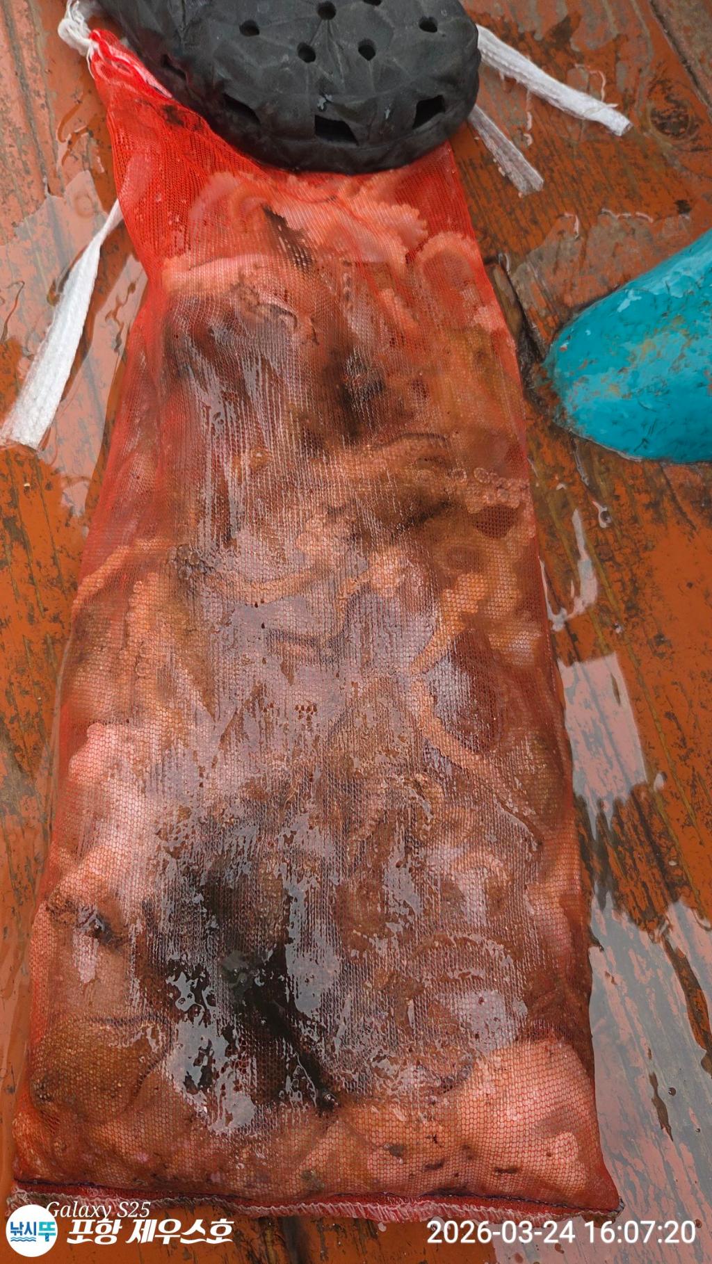 낚시뚜,쭈꾸미,영일만항,포항 제우스호,낚시뚜1