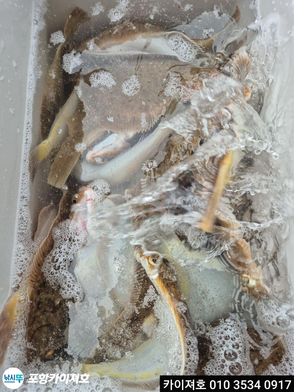 낚시뚜,기타 (직접입력),영일만항,포항카이져호,낚시뚜40