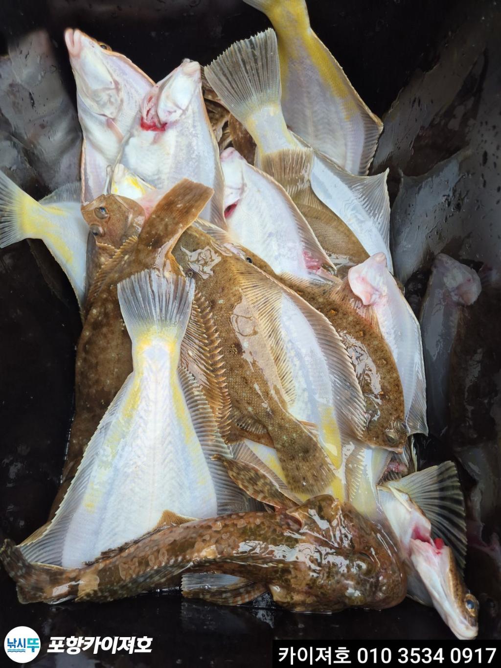 낚시뚜,기타 (직접입력),영일만항,포항카이져호,낚시뚜38