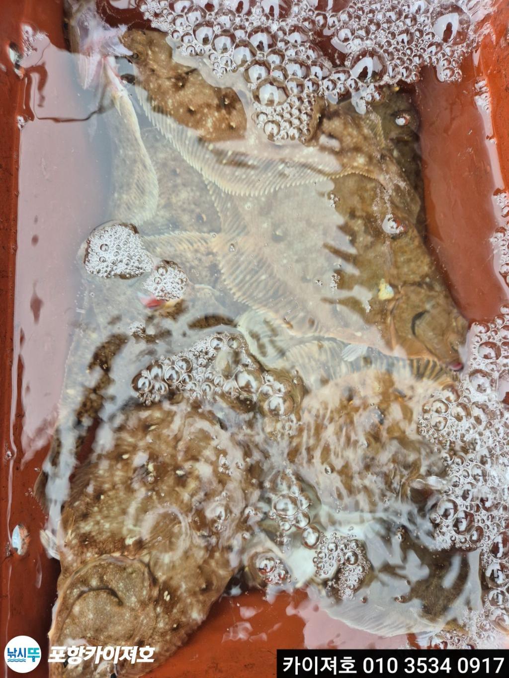 낚시뚜,기타 (직접입력),영일만항,포항카이져호,낚시뚜31