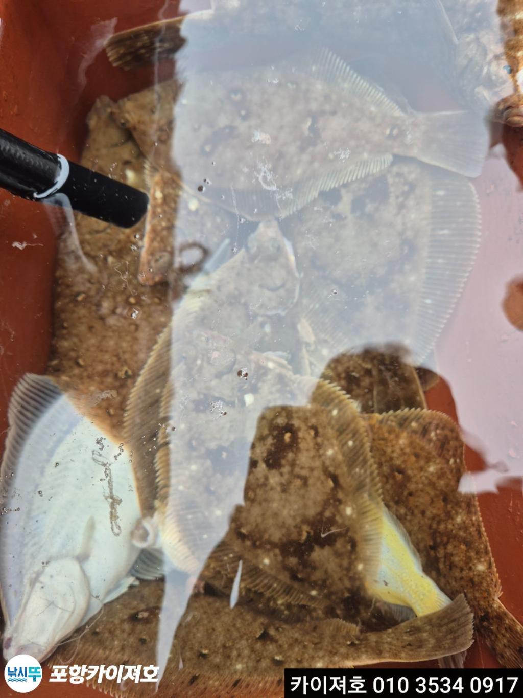 낚시뚜,기타 (직접입력),영일만항,포항카이져호,낚시뚜29