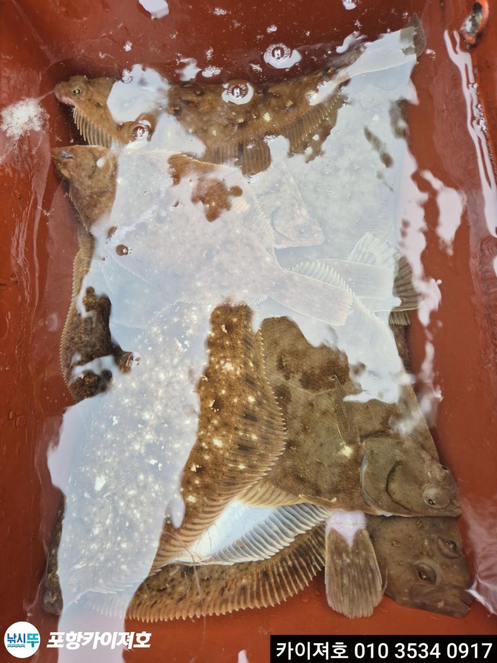 낚시뚜,기타 (직접입력),영일만항,포항카이져호,낚시뚜28