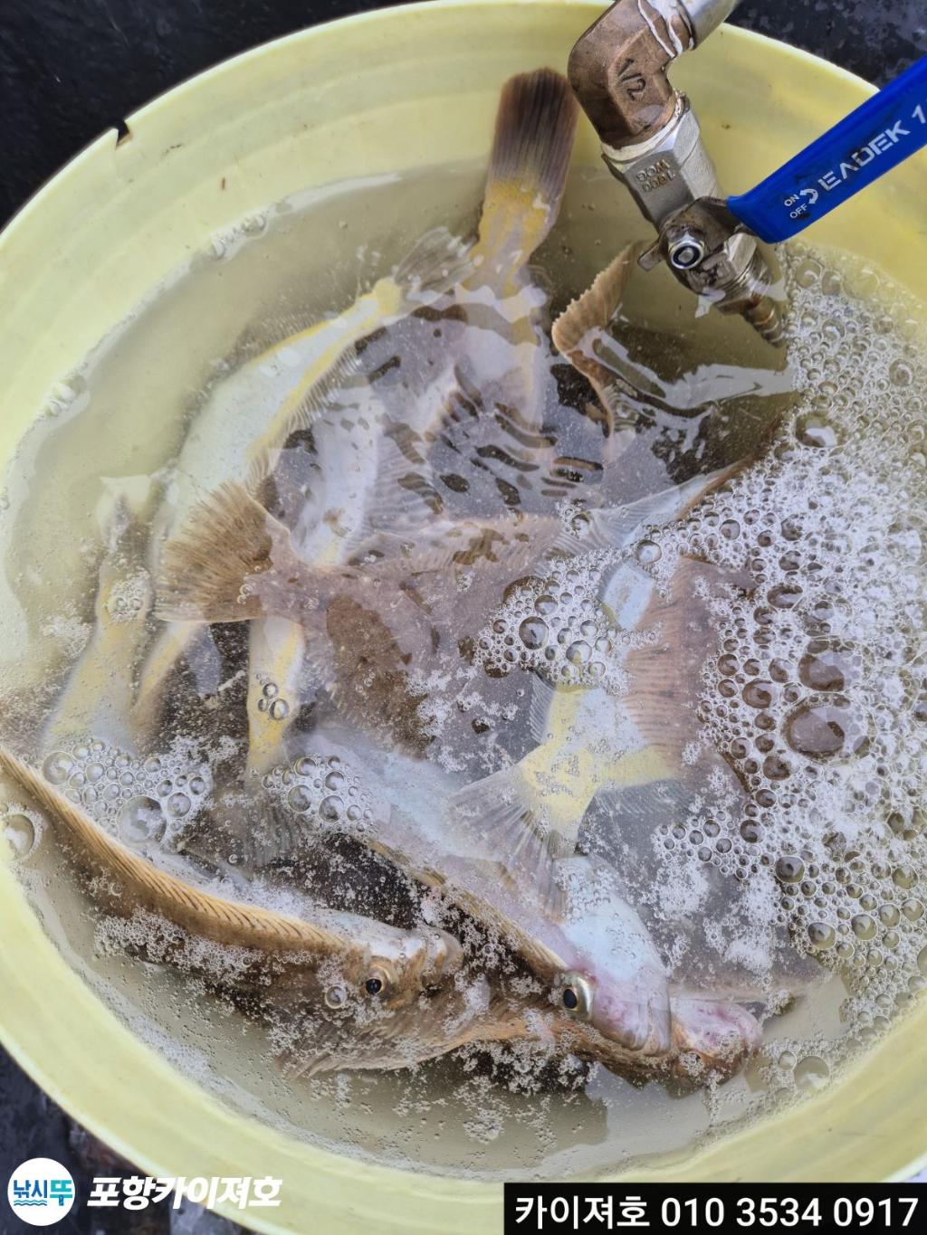 낚시뚜,기타 (직접입력),영일만항,포항카이져호,낚시뚜26