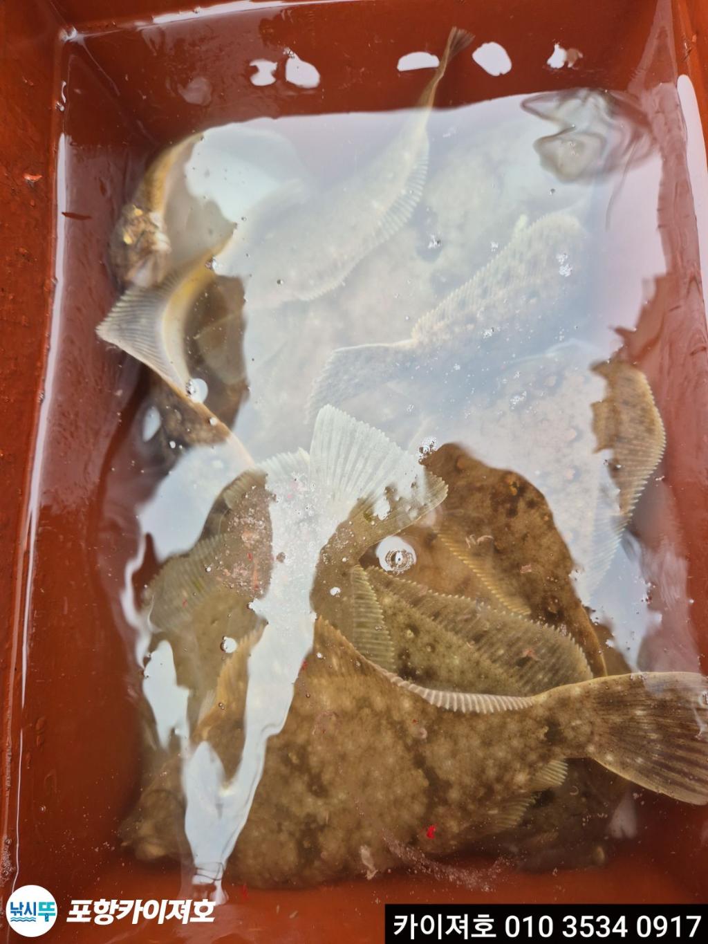 낚시뚜,기타 (직접입력),영일만항,포항카이져호,낚시뚜25