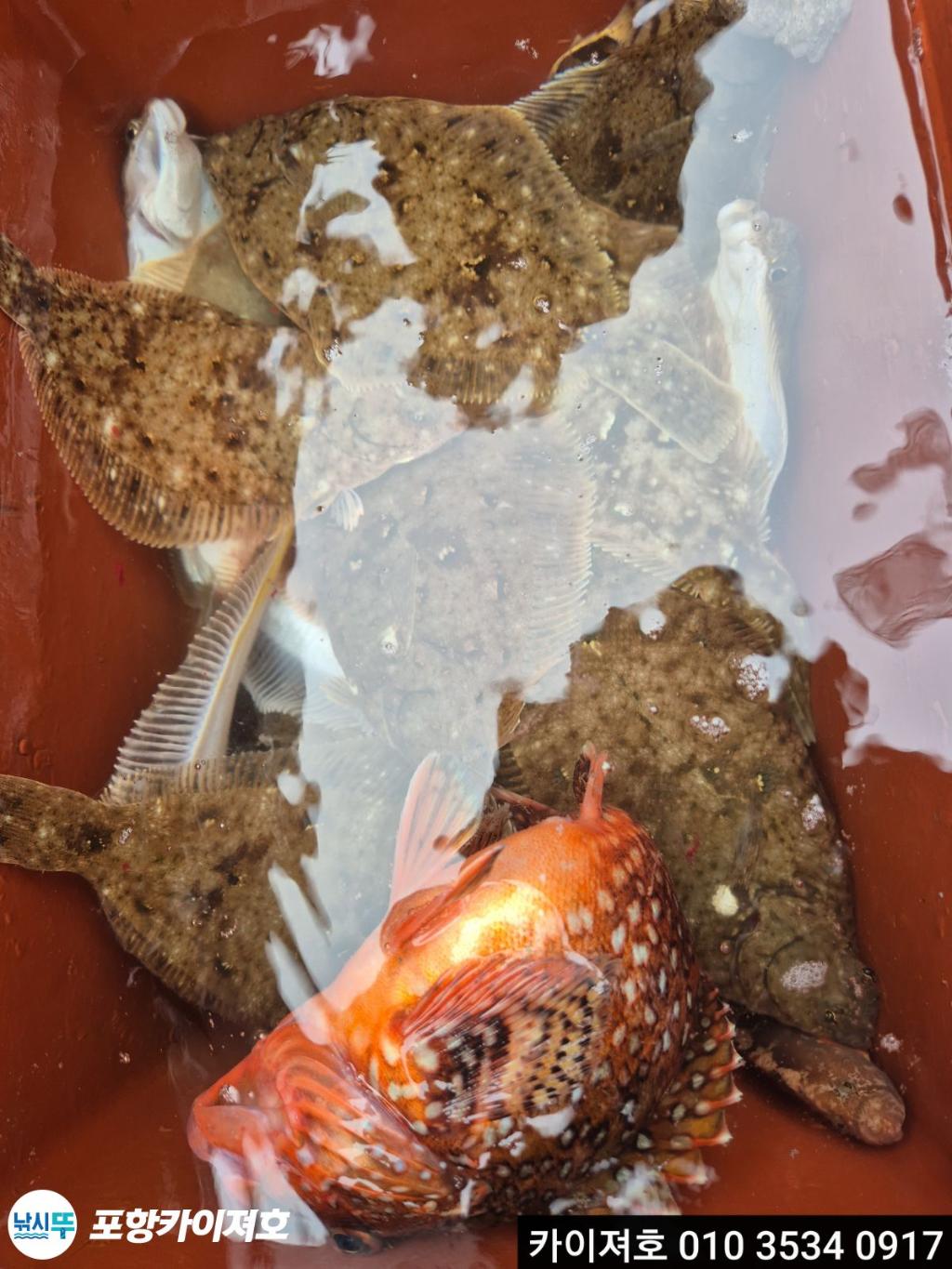 낚시뚜,기타 (직접입력),영일만항,포항카이져호,낚시뚜24