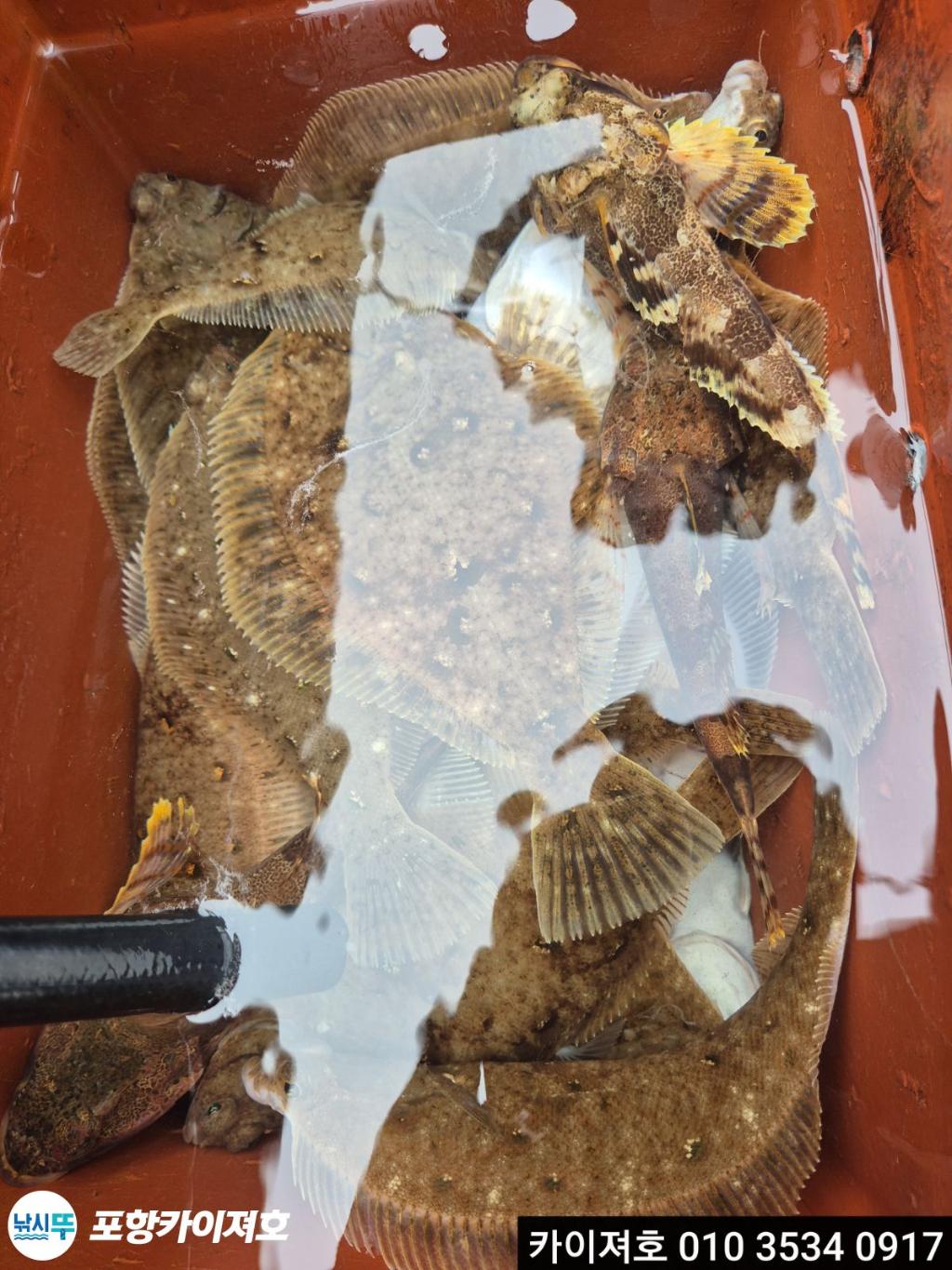 낚시뚜,기타 (직접입력),영일만항,포항카이져호,낚시뚜23