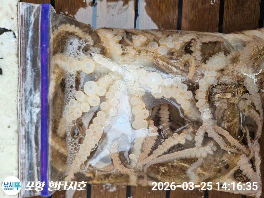 낚시뚜,도다리,쭈꾸미,포항 동빈항,포항 환타지호,낚시뚜11