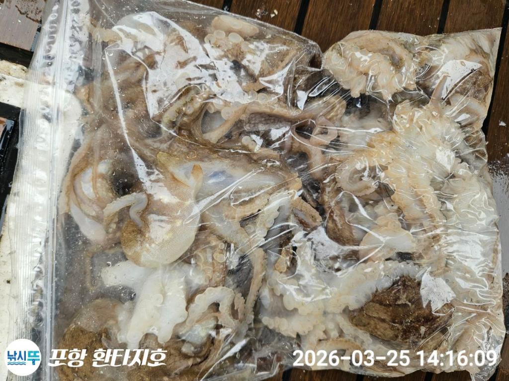낚시뚜,도다리,쭈꾸미,포항 동빈항,포항 환타지호,낚시뚜10