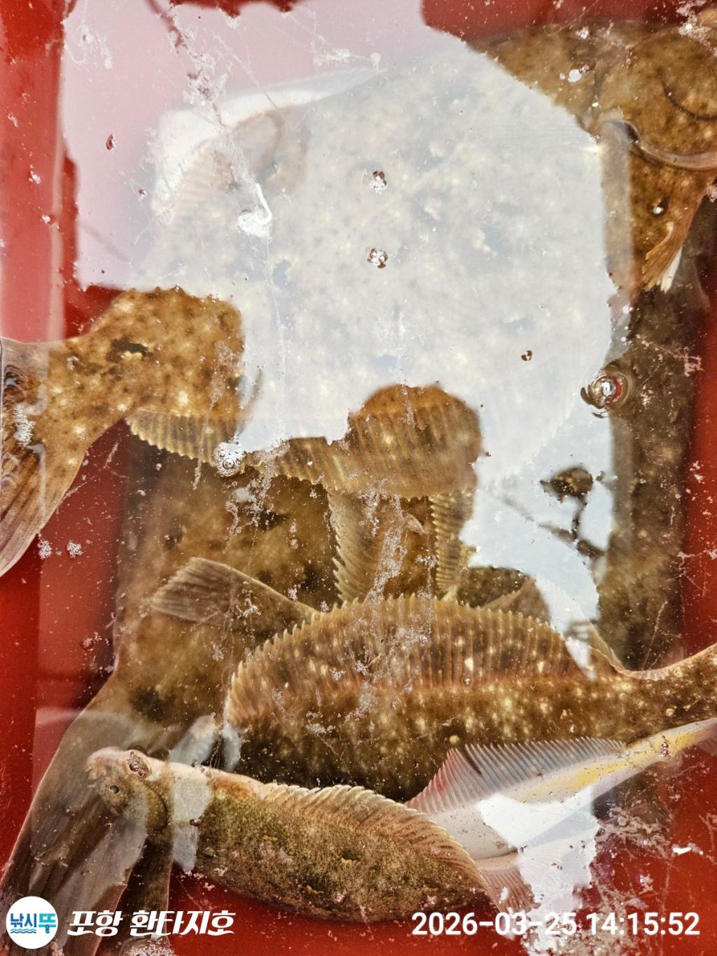 낚시뚜,도다리,쭈꾸미,포항 동빈항,포항 환타지호,낚시뚜9