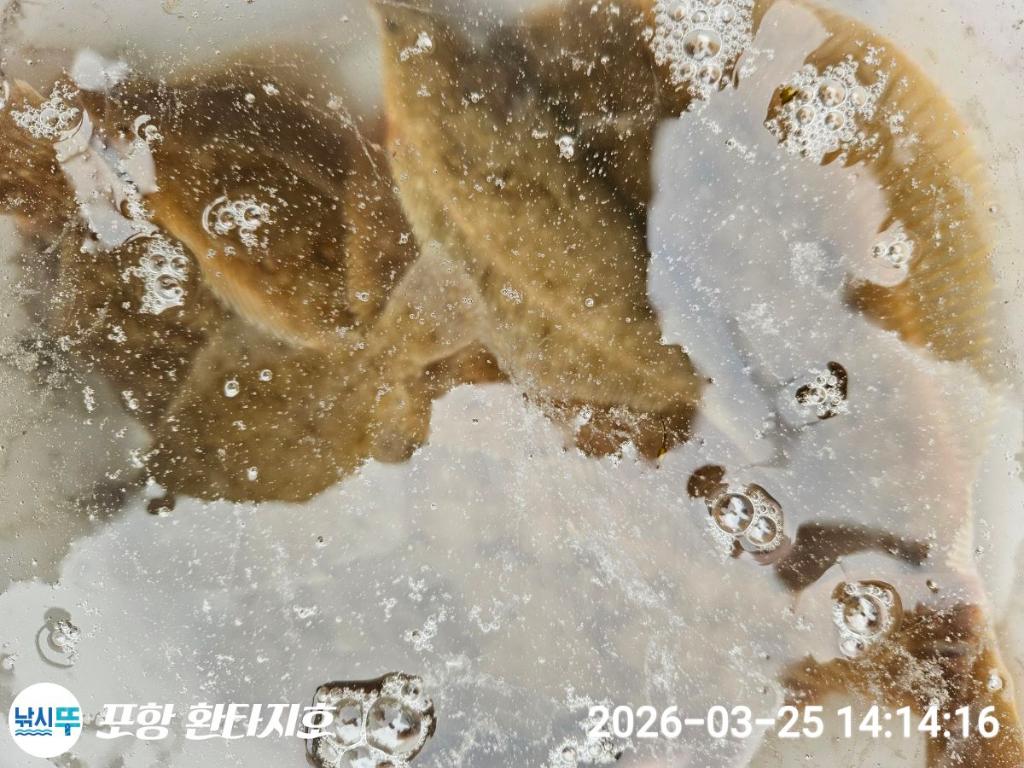 낚시뚜,도다리,쭈꾸미,포항 동빈항,포항 환타지호,낚시뚜7