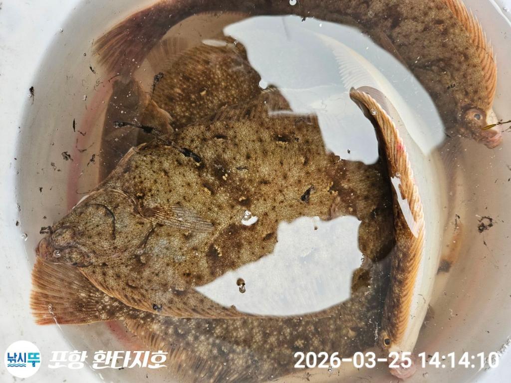 낚시뚜,도다리,쭈꾸미,포항 동빈항,포항 환타지호,낚시뚜6