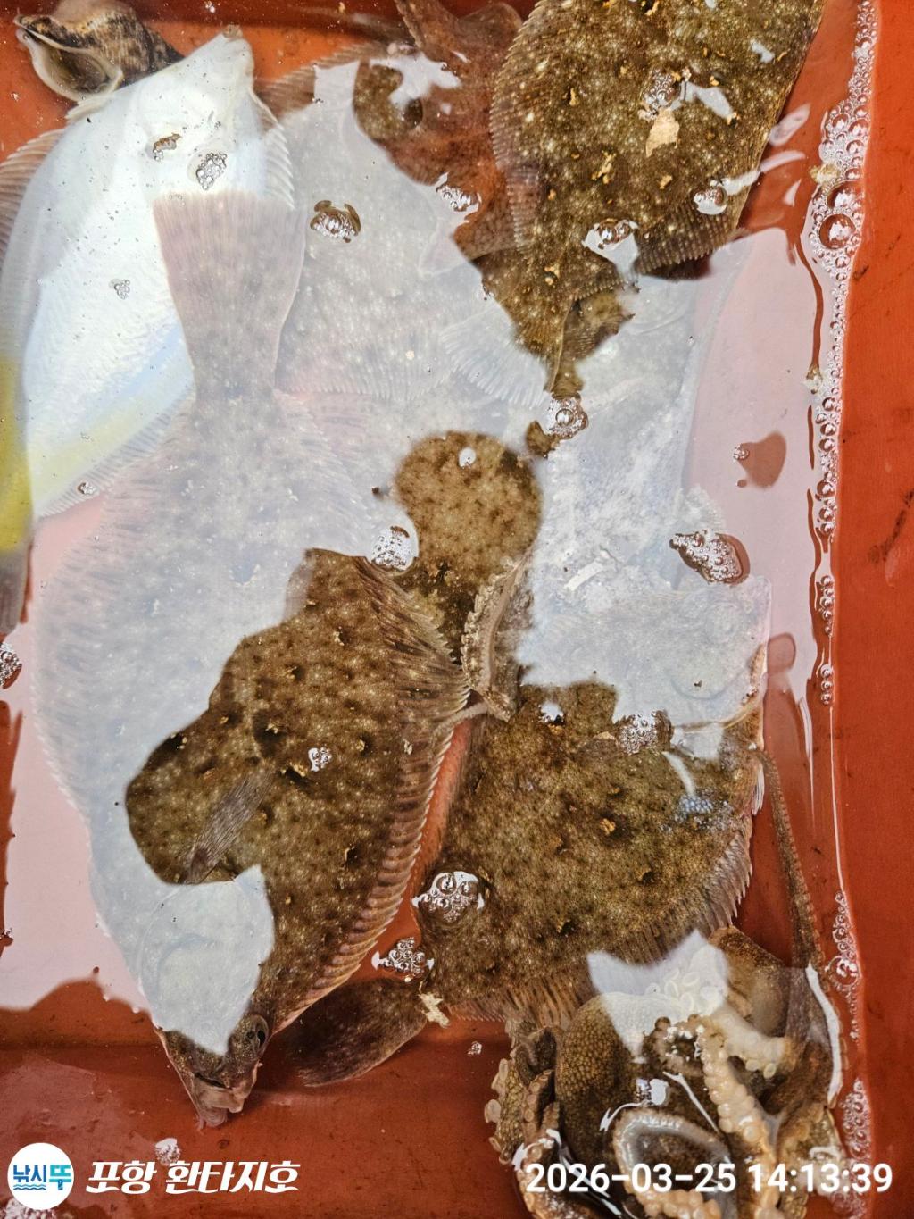 낚시뚜,도다리,쭈꾸미,포항 동빈항,포항 환타지호,낚시뚜5