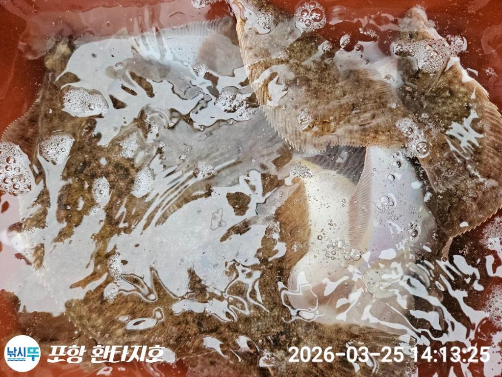 낚시뚜,도다리,쭈꾸미,포항 동빈항,포항 환타지호,낚시뚜4