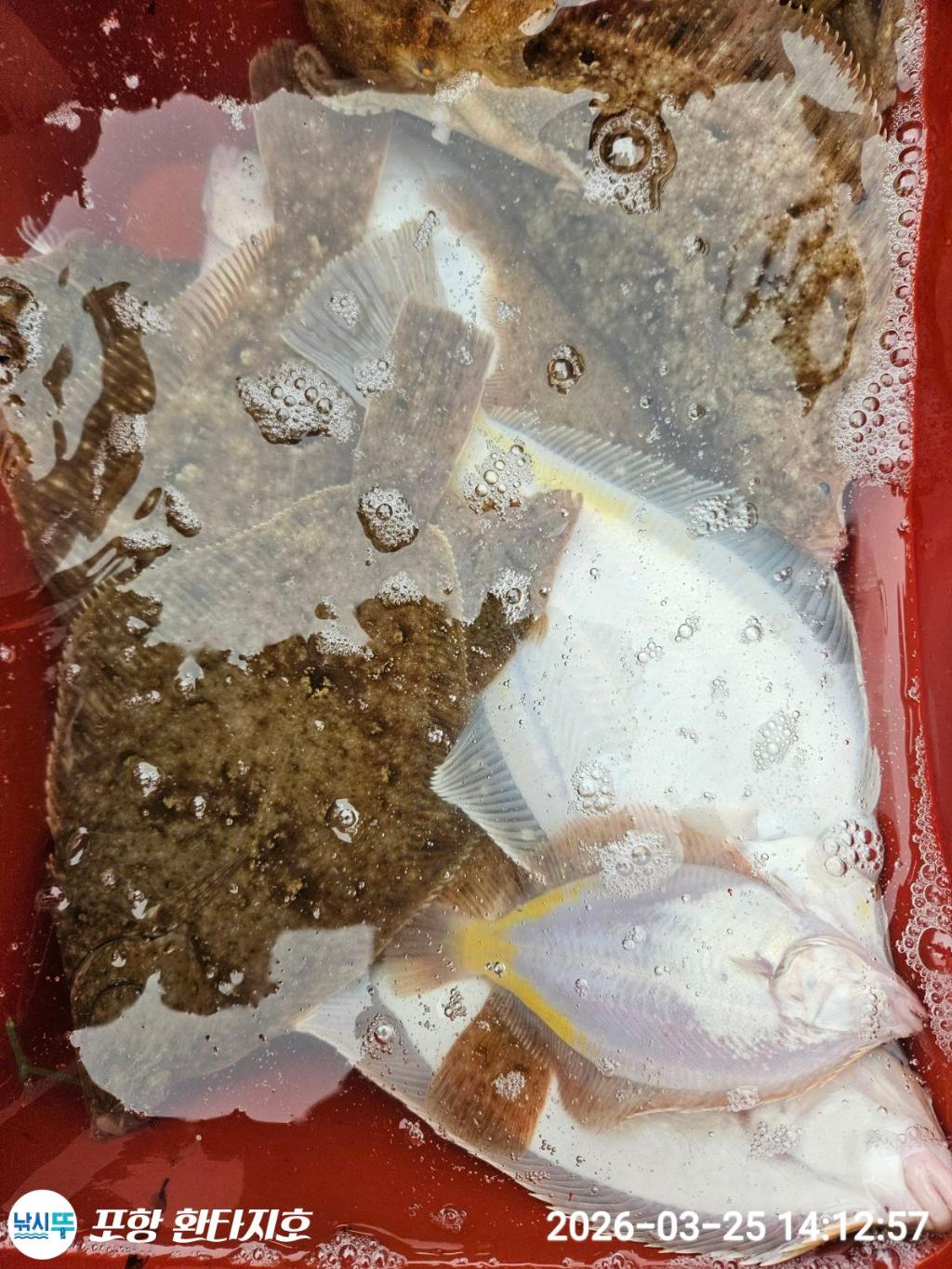 낚시뚜,도다리,쭈꾸미,포항 동빈항,포항 환타지호,낚시뚜3