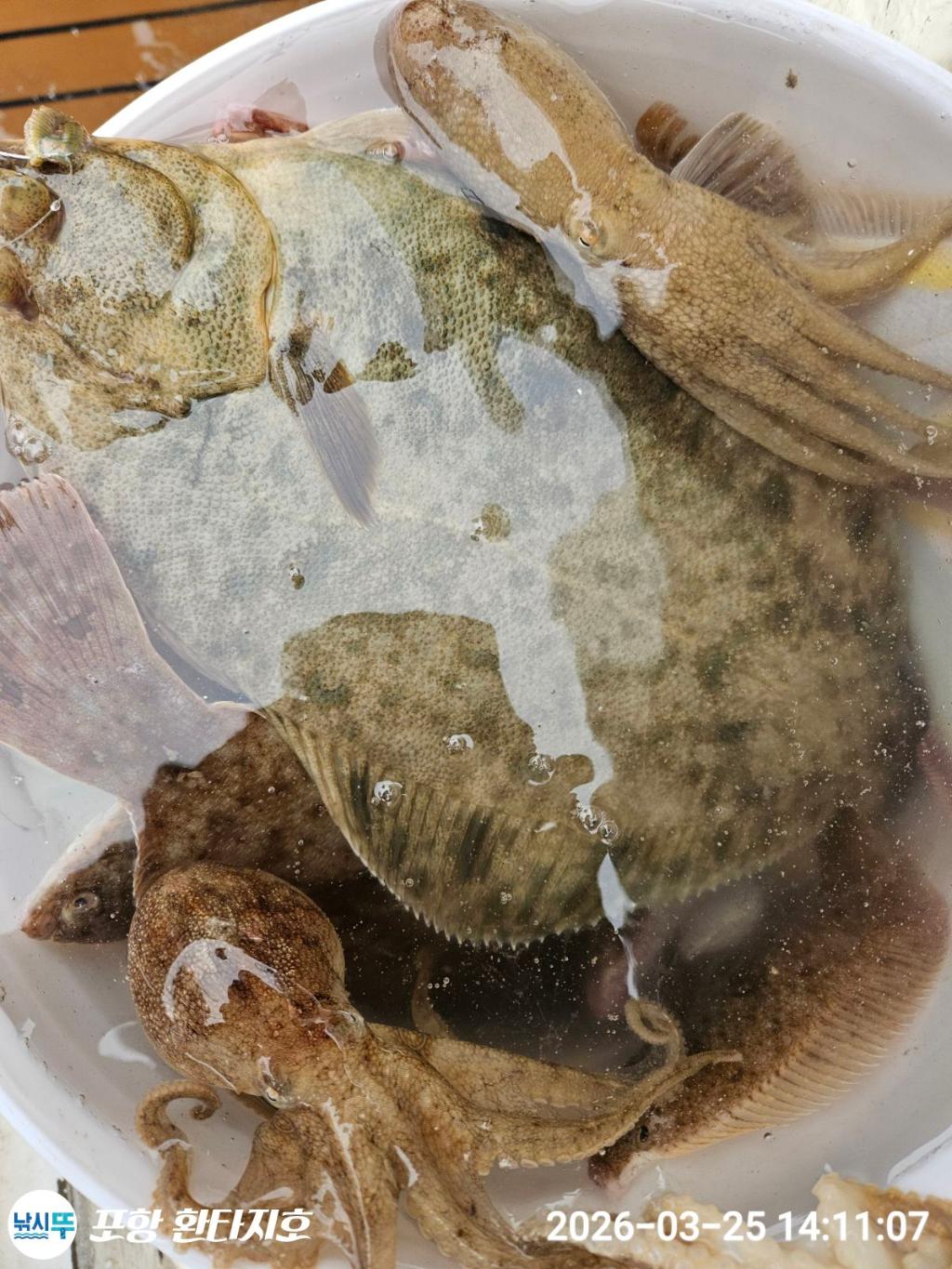 낚시뚜,도다리,쭈꾸미,포항 동빈항,포항 환타지호,낚시뚜2