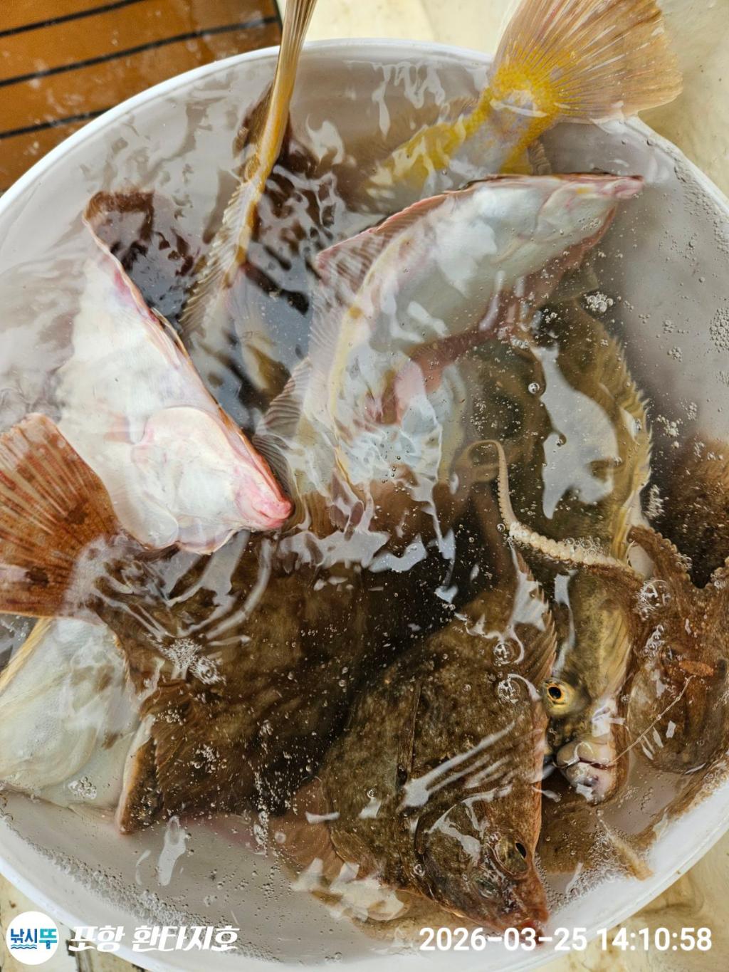 낚시뚜,도다리,쭈꾸미,포항 동빈항,포항 환타지호,낚시뚜1