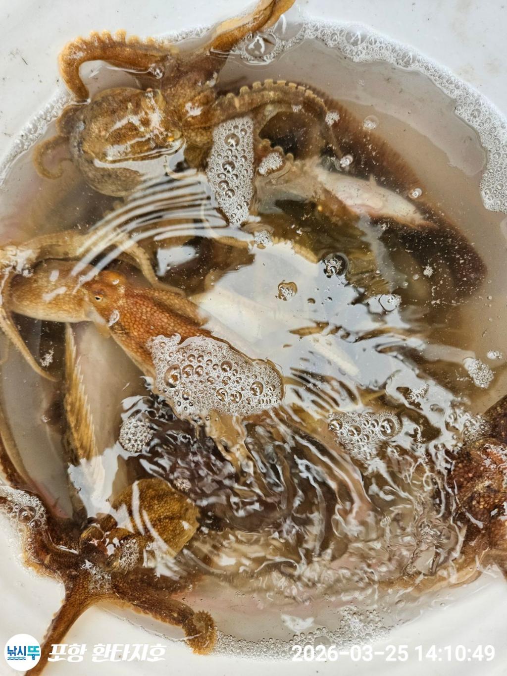 낚시뚜,도다리,쭈꾸미,포항 동빈항,포항 환타지호,낚시뚜0