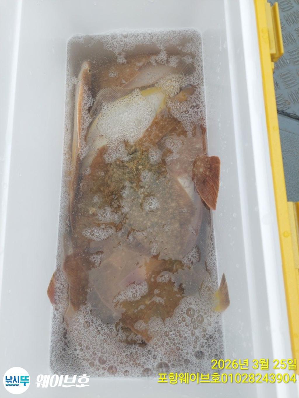 낚시뚜,도다리,가자미,구룡포항,뉴웨이브호,낚시뚜16