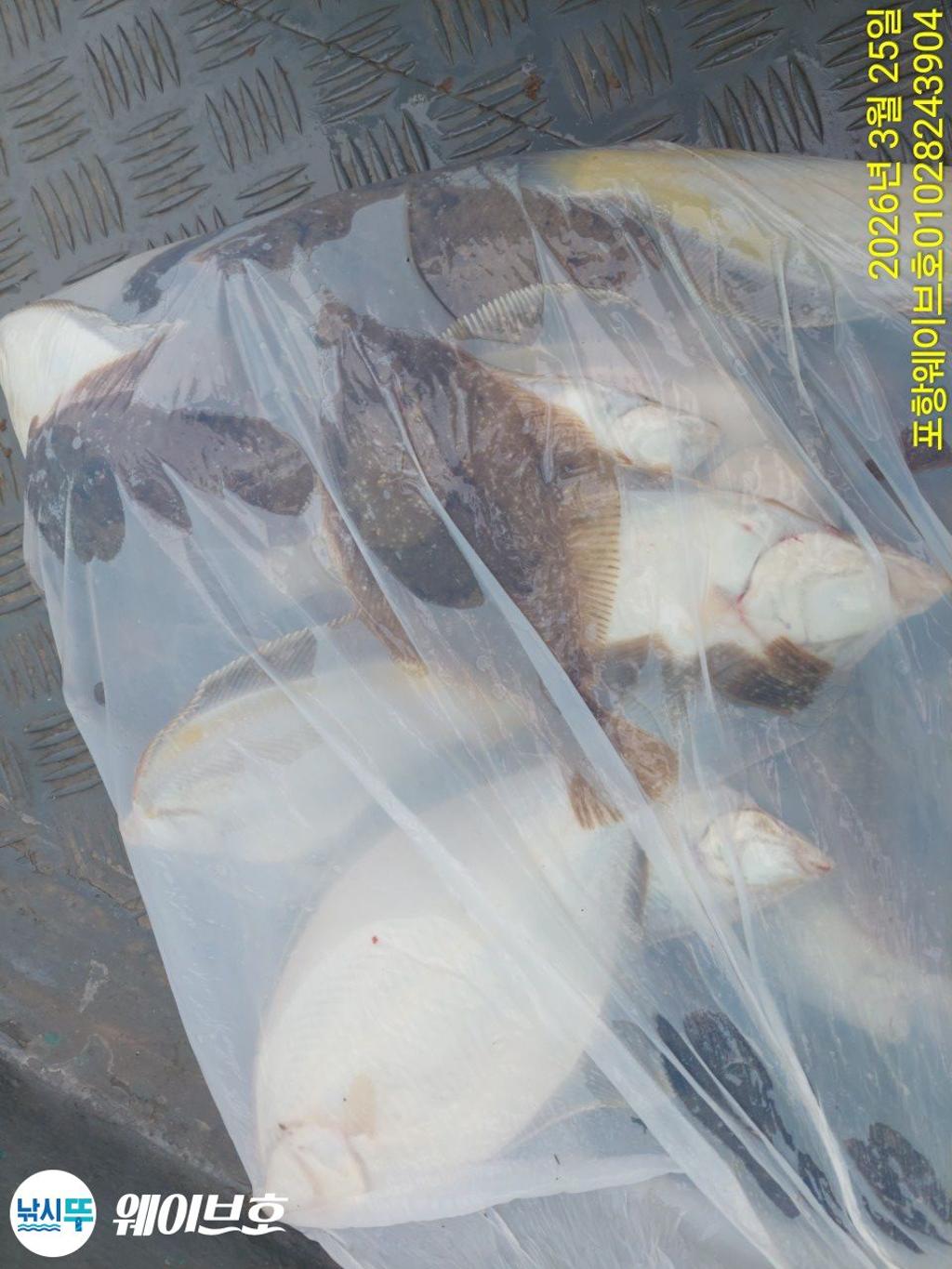 낚시뚜,도다리,가자미,구룡포항,뉴웨이브호,낚시뚜15