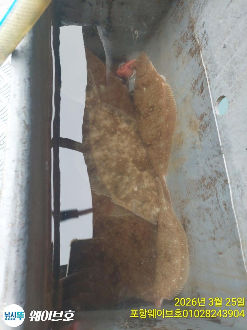 낚시뚜,도다리,가자미,구룡포항,뉴웨이브호,낚시뚜13