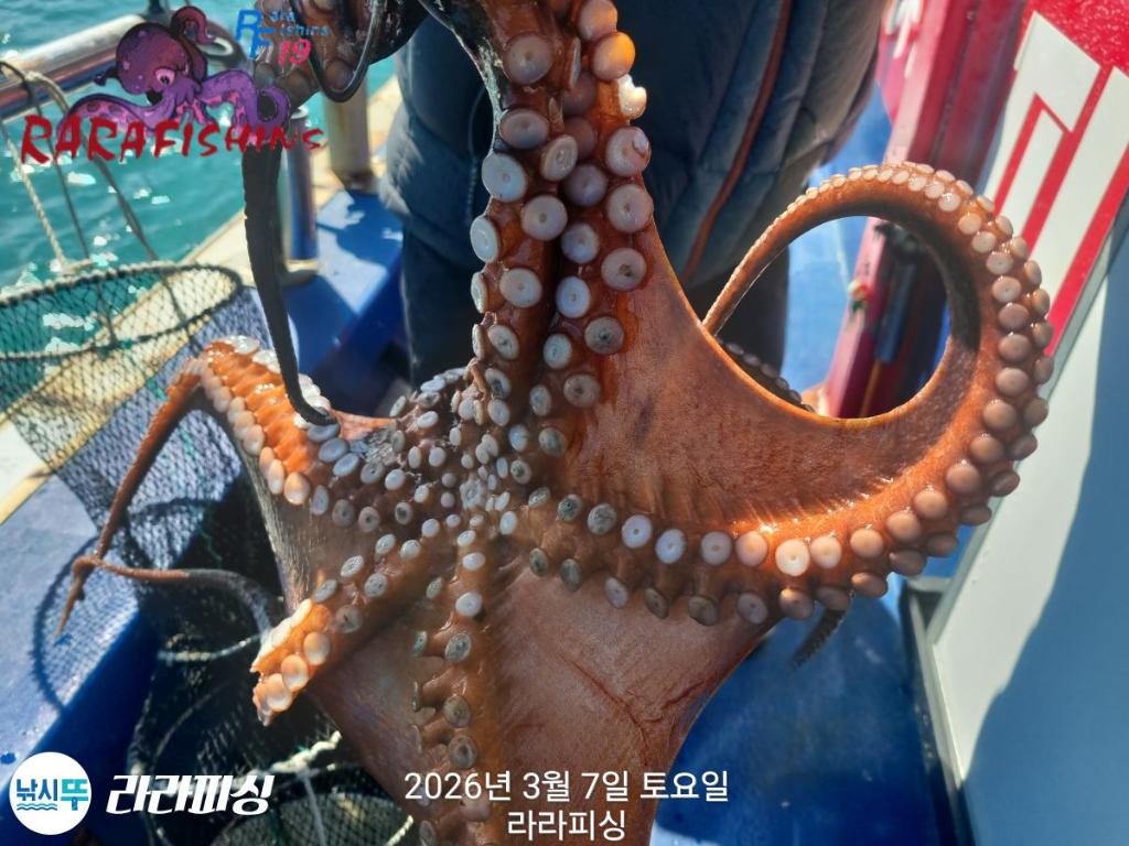 낚시뚜,낙지,돌문어,속천항(진해),라라피싱,낚시뚜20