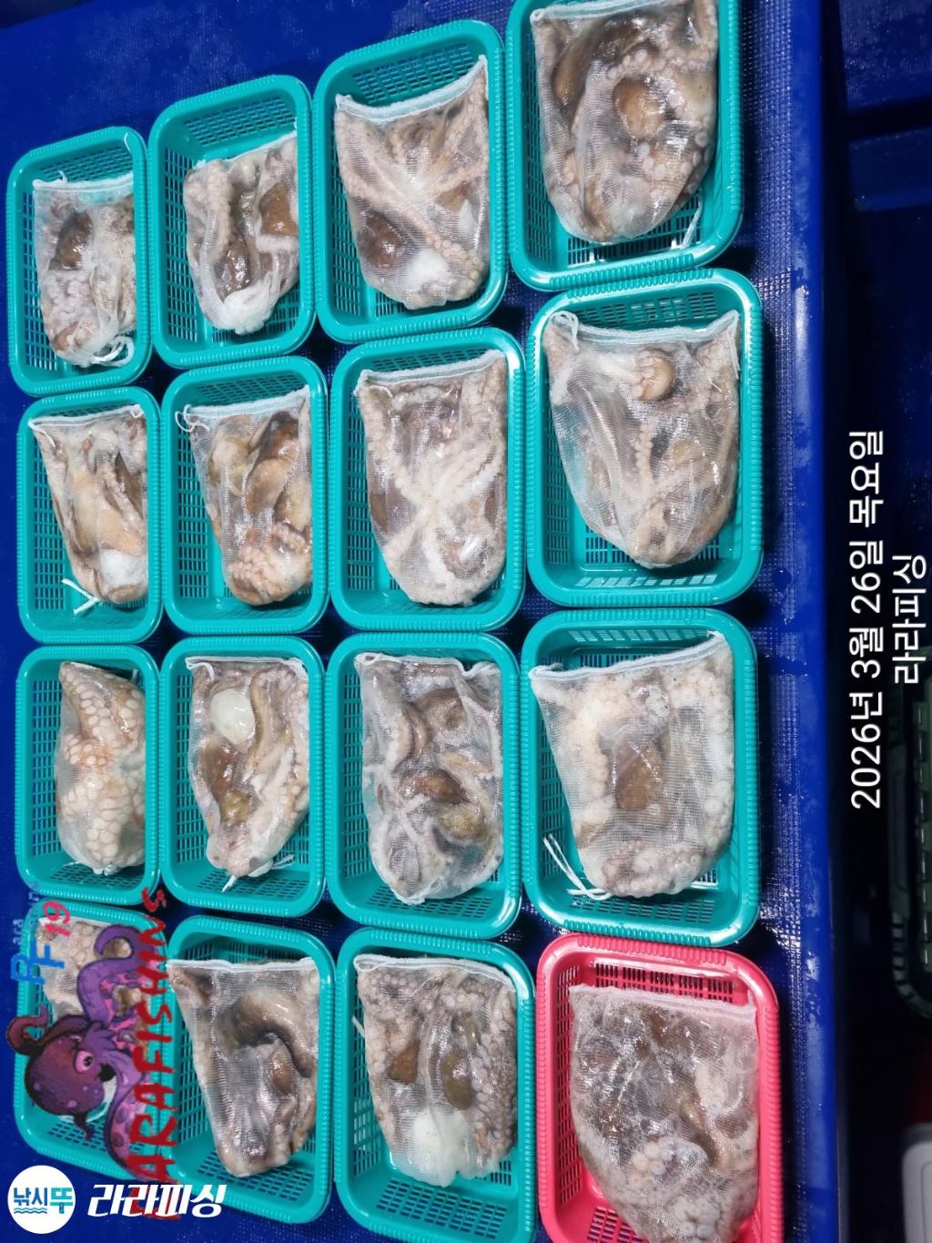 낚시뚜,낙지,돌문어,속천항(진해),라라피싱,낚시뚜15