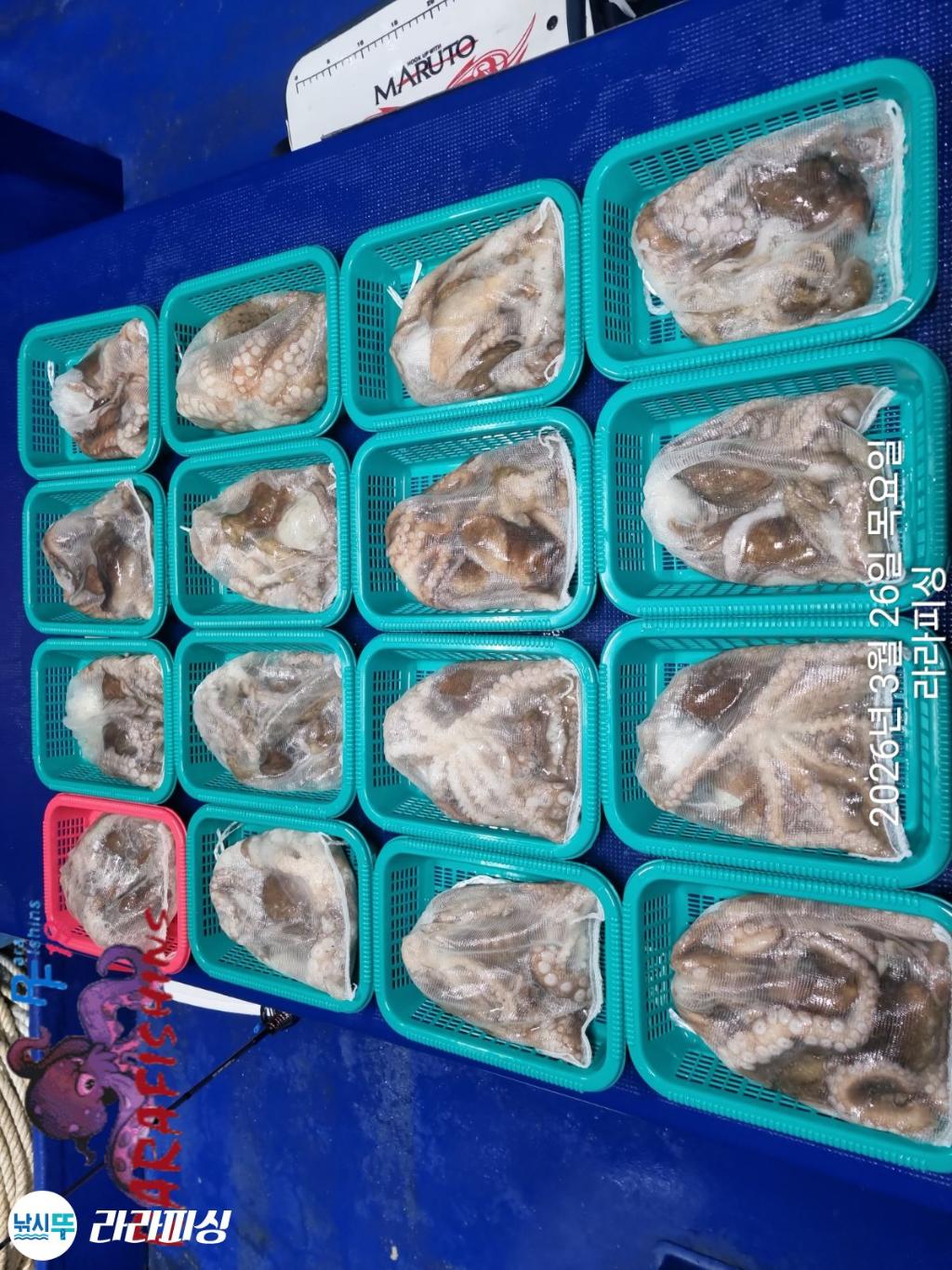 낚시뚜,낙지,돌문어,속천항(진해),라라피싱,낚시뚜13