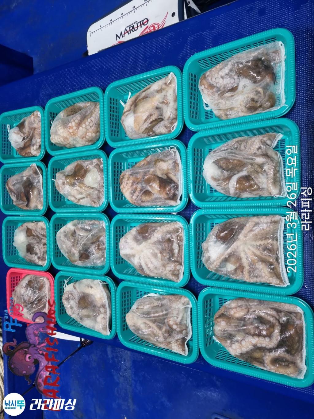 낚시뚜,낙지,돌문어,속천항(진해),라라피싱,낚시뚜12