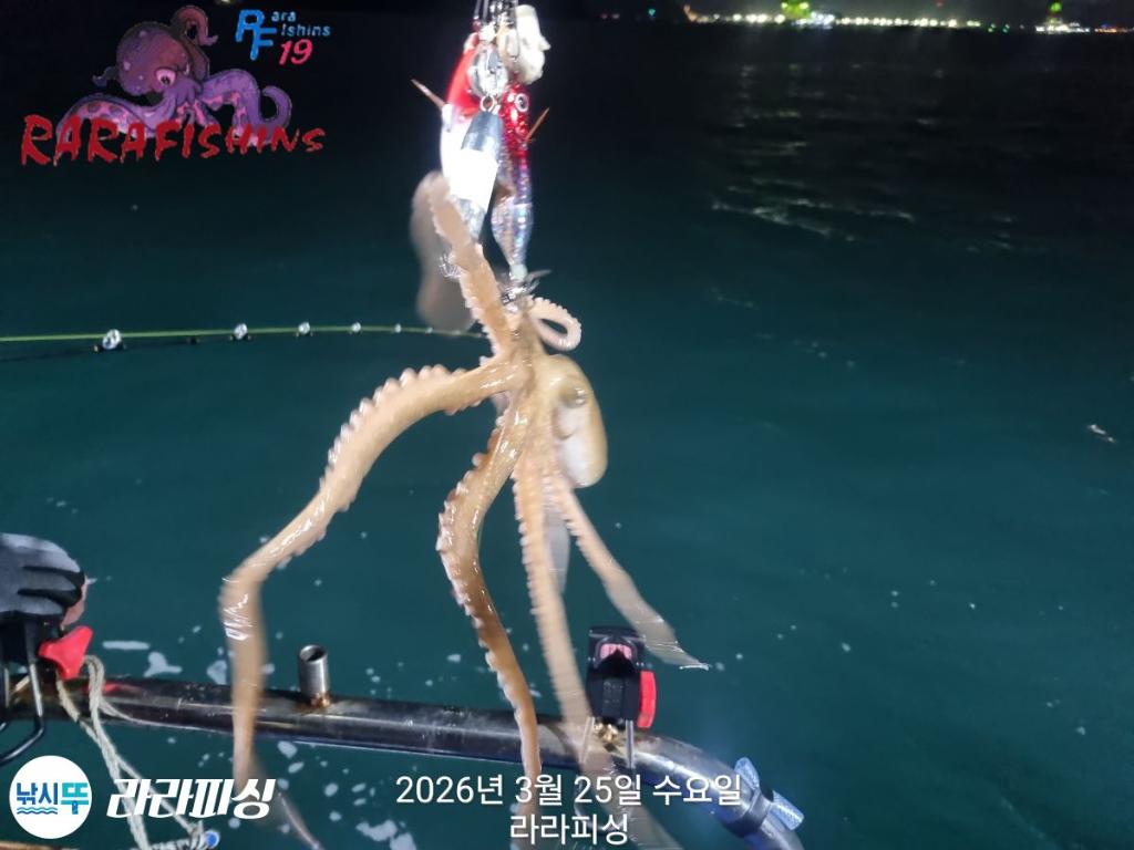 낚시뚜,낙지,돌문어,속천항(진해),라라피싱,낚시뚜8