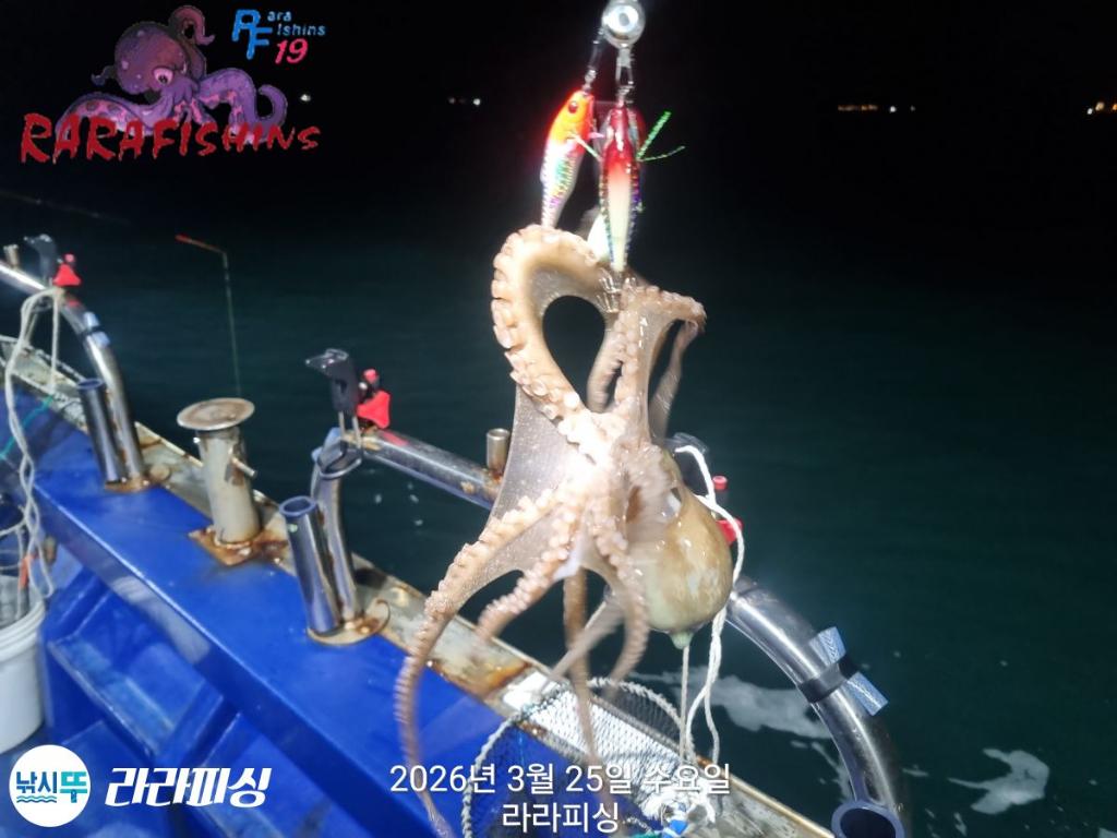 낚시뚜,낙지,돌문어,속천항(진해),라라피싱,낚시뚜7