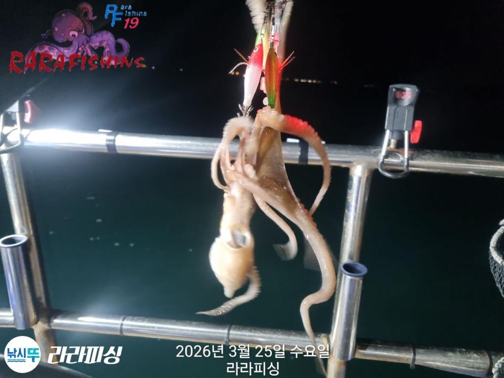 낚시뚜,낙지,돌문어,속천항(진해),라라피싱,낚시뚜6