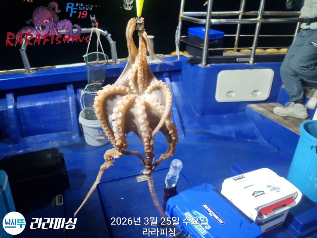 낚시뚜,낙지,돌문어,속천항(진해),라라피싱,낚시뚜5