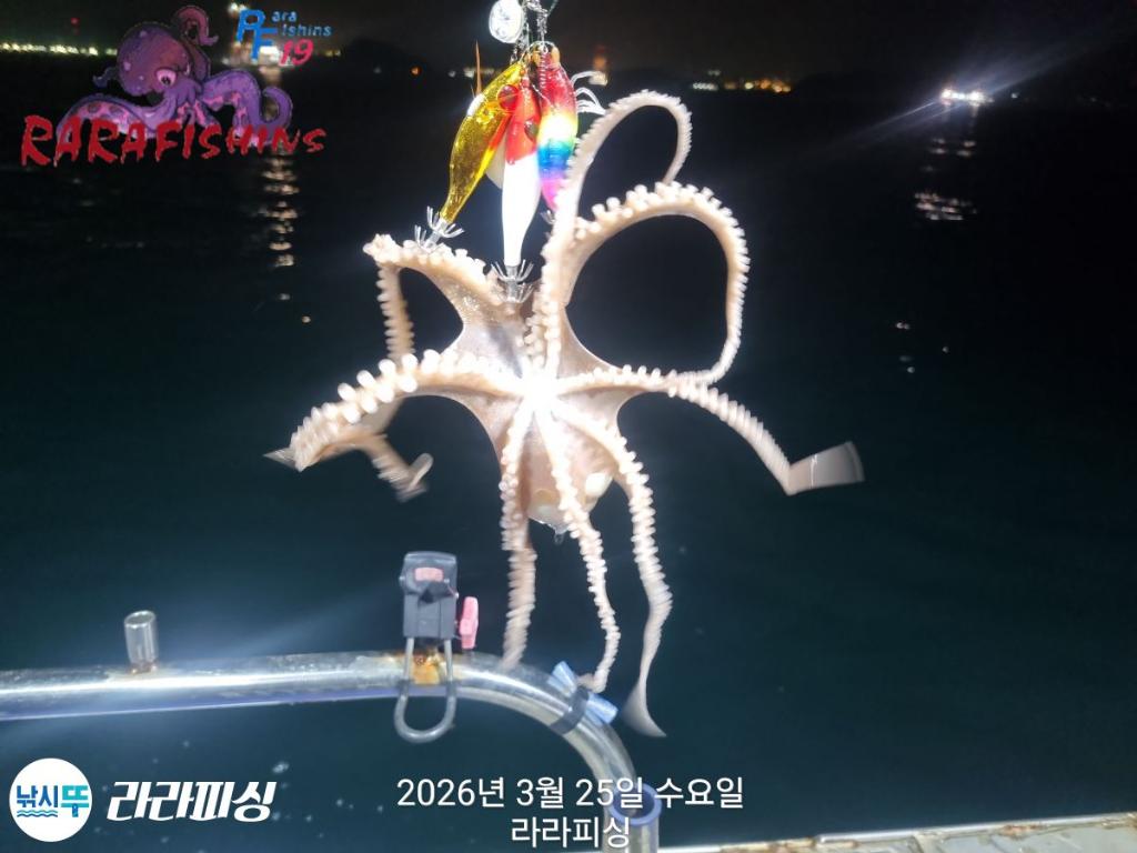 낚시뚜,낙지,돌문어,속천항(진해),라라피싱,낚시뚜4