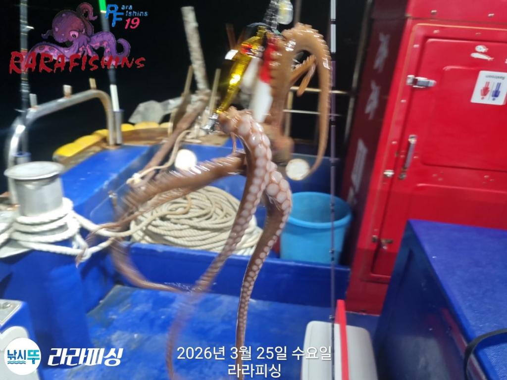 낚시뚜,낙지,돌문어,속천항(진해),라라피싱,낚시뚜3
