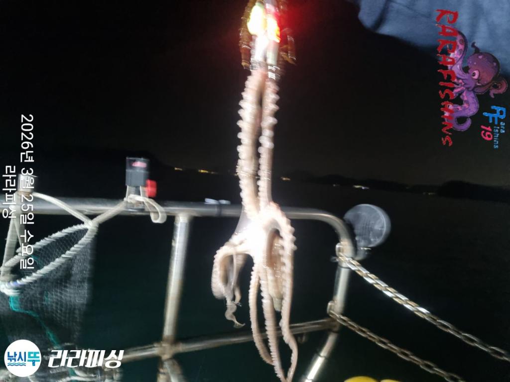 낚시뚜,낙지,돌문어,속천항(진해),라라피싱,낚시뚜2
