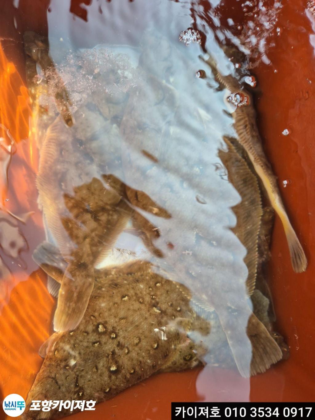 낚시뚜,기타 (직접입력),영일만항,포항카이져호,낚시뚜31