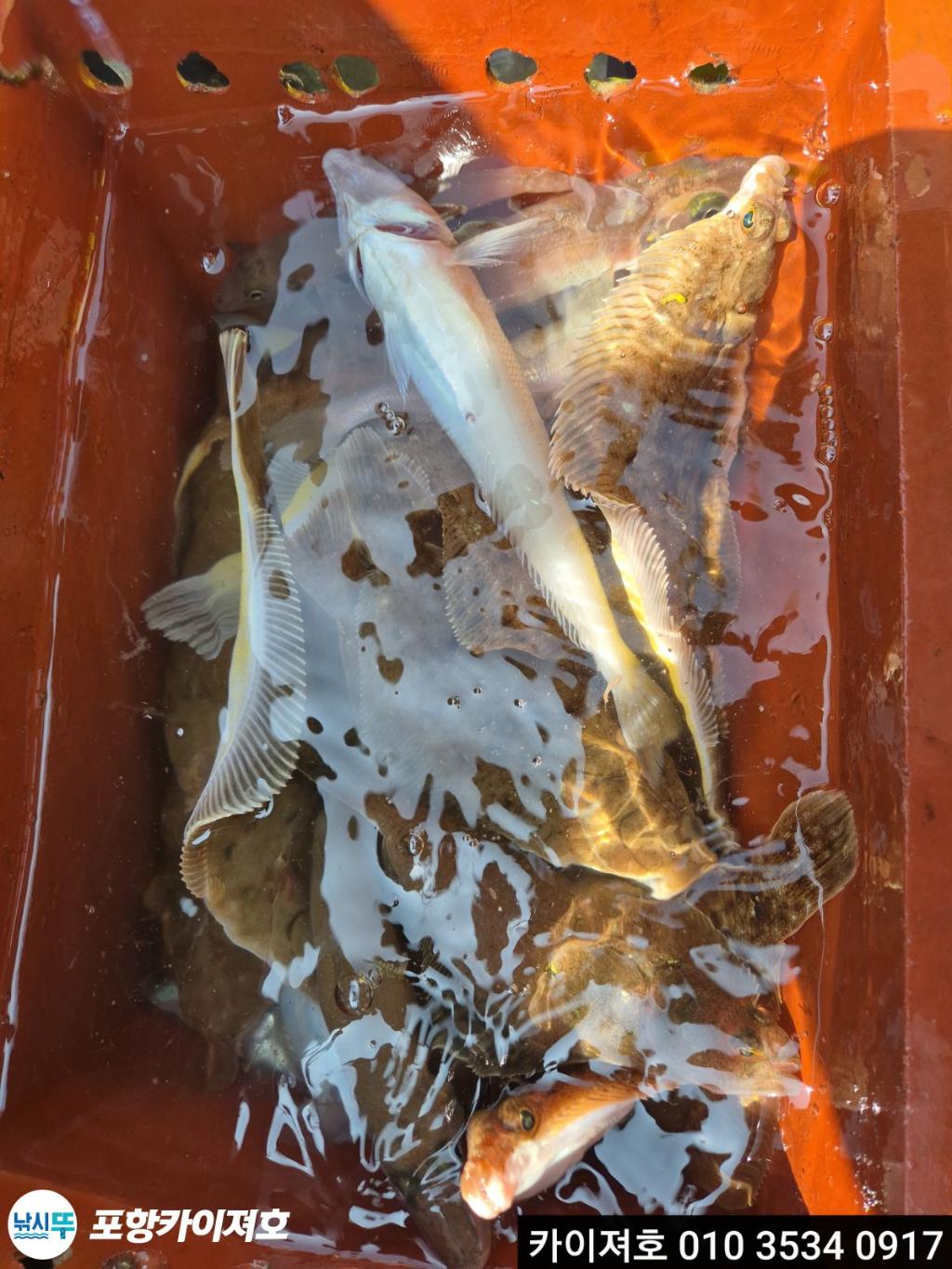 낚시뚜,기타 (직접입력),영일만항,포항카이져호,낚시뚜30