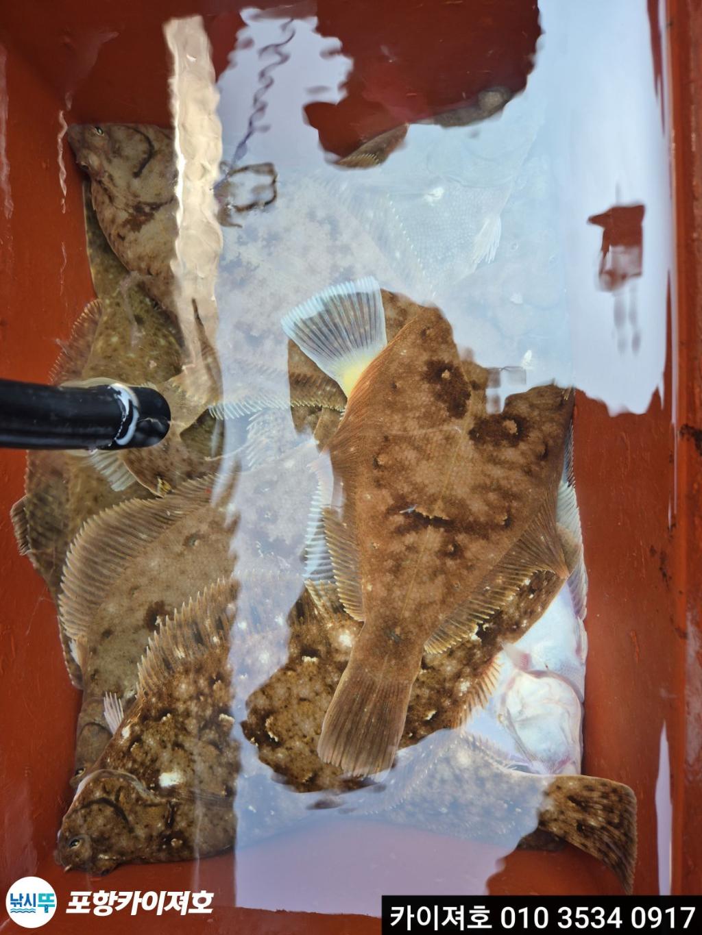 낚시뚜,기타 (직접입력),영일만항,포항카이져호,낚시뚜24