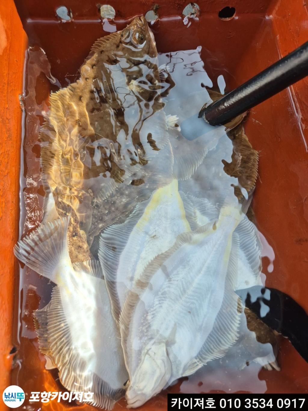 낚시뚜,기타 (직접입력),영일만항,포항카이져호,낚시뚜19