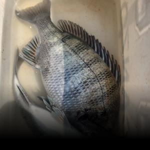 조황, 신지 신바다호