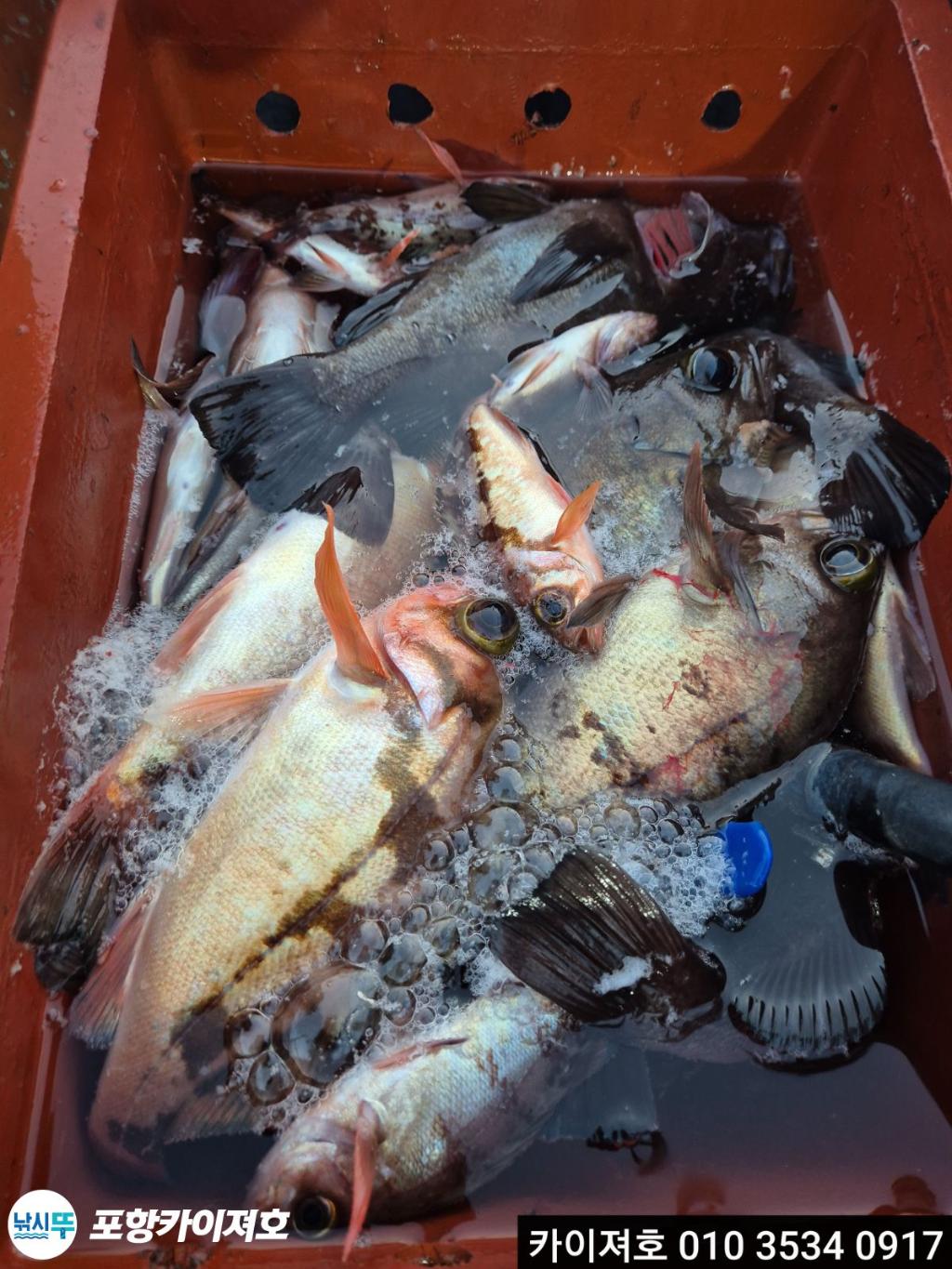 낚시뚜,도다리,영일만항,포항카이져호,낚시뚜23