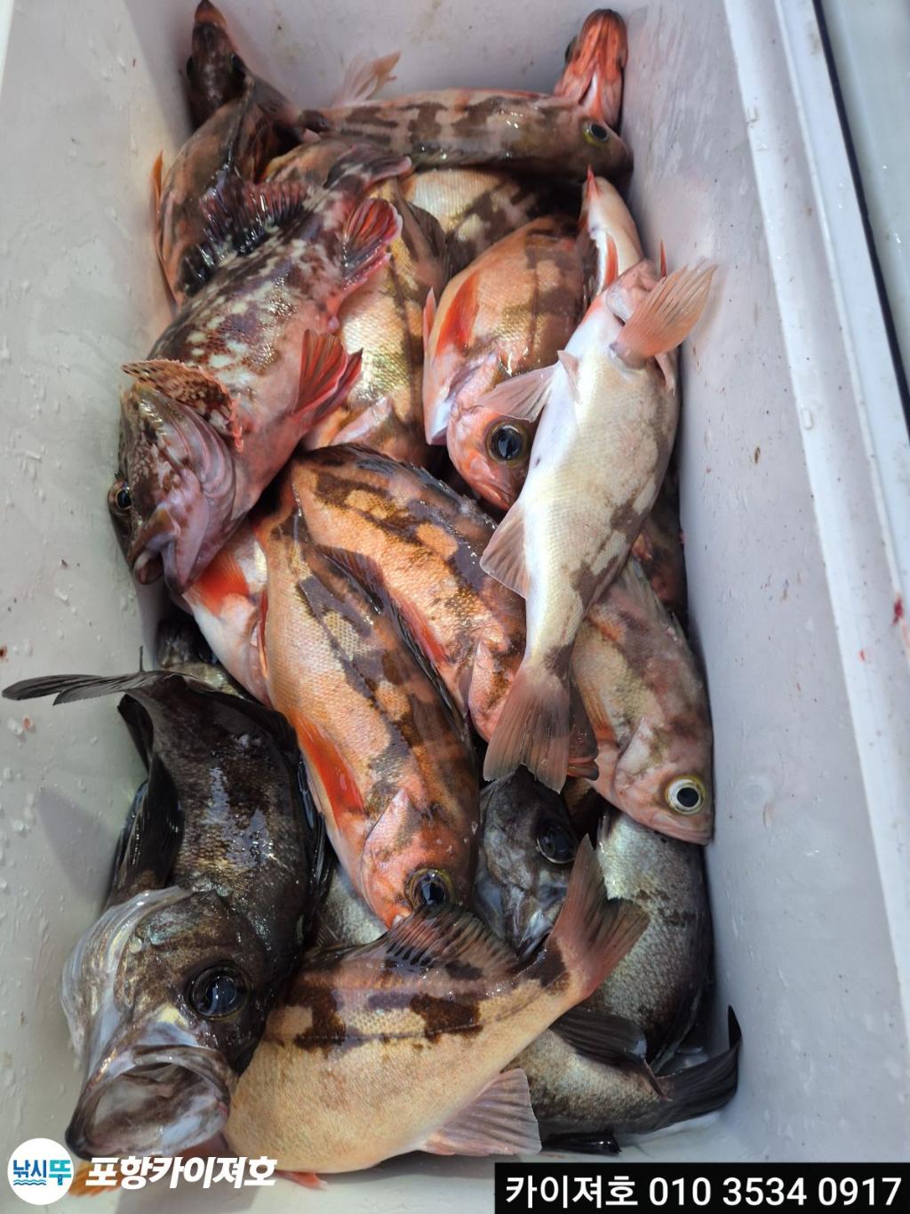 낚시뚜,도다리,영일만항,포항카이져호,낚시뚜22