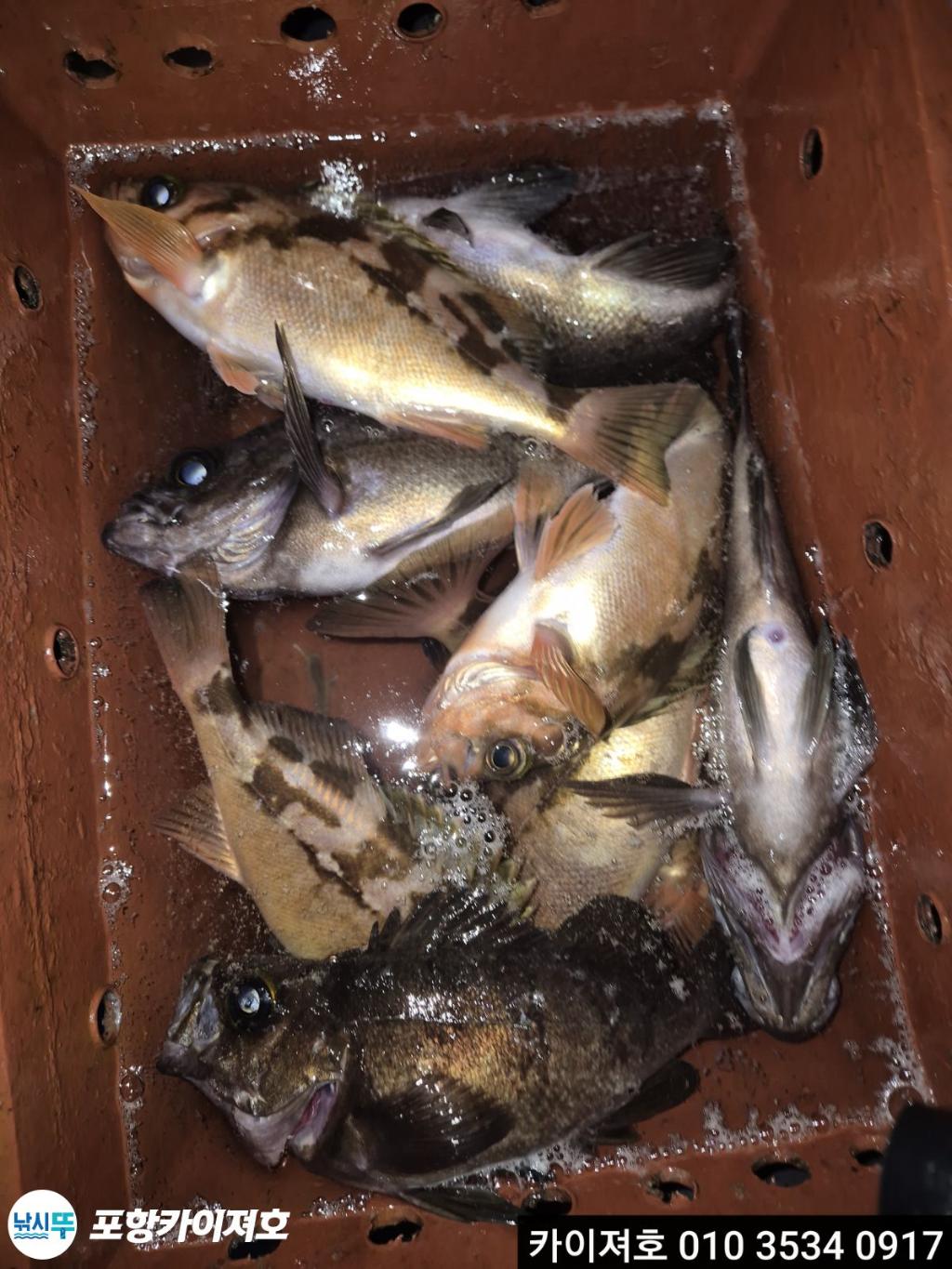 낚시뚜,도다리,영일만항,포항카이져호,낚시뚜17