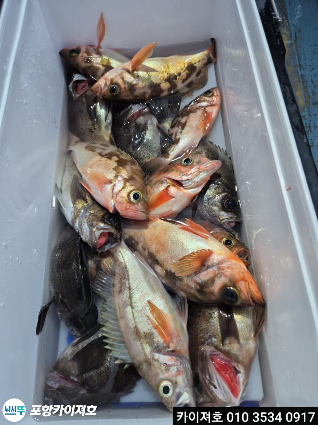 낚시뚜,도다리,영일만항,포항카이져호,낚시뚜14