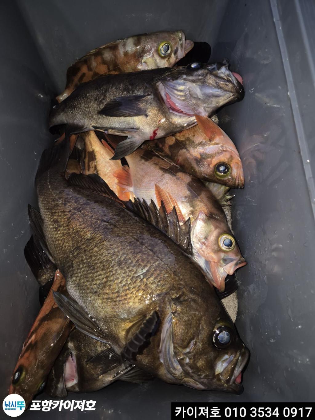 낚시뚜,도다리,영일만항,포항카이져호,낚시뚜13