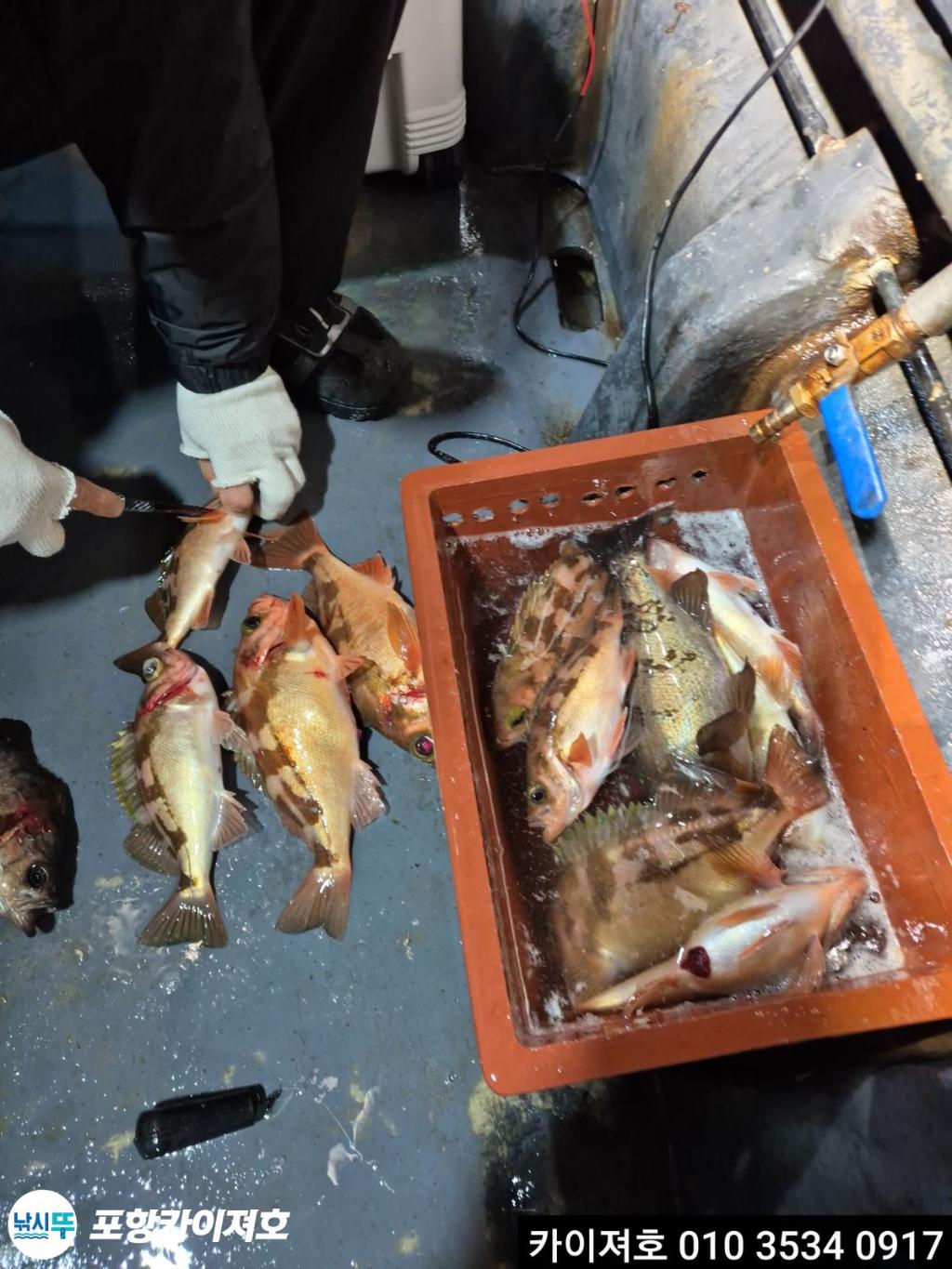 낚시뚜,도다리,영일만항,포항카이져호,낚시뚜11