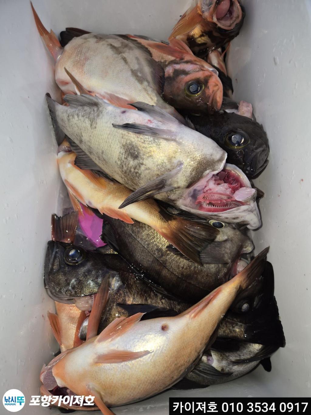 낚시뚜,도다리,영일만항,포항카이져호,낚시뚜10